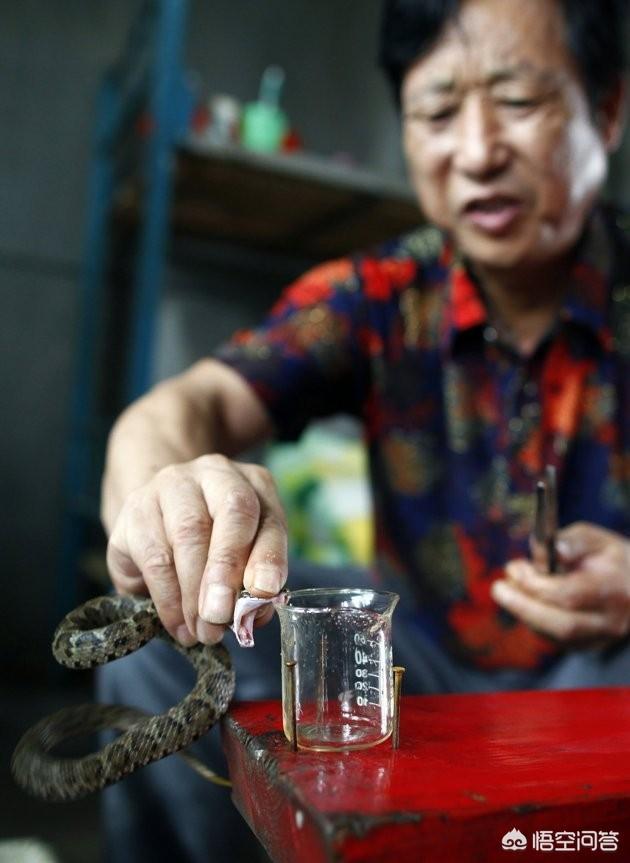 铁头蛇位于哪里:烙铁头蛇主要分布在哪 浙江一个百人村落为何盘踞着数百万条有剧毒的蛇？