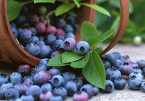 蓝莓补肾吗，野生蓝莓对人体的好处有哪些