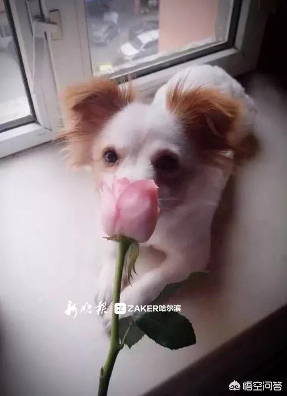 日本 救助犬:遇到可怜的流浪狗到底该不该收养？