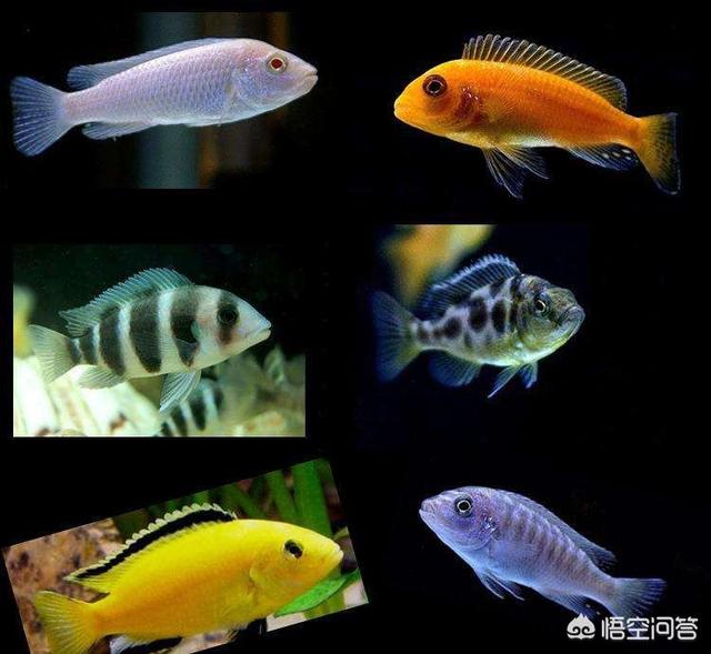 炸群内裤:养羊每天都是喂构树叶洋槐树叶还有桑叶榆树叶枸杞叶花生秧可以吗