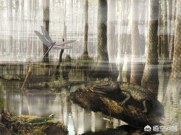 石炭纪真的有全球性的大雨林吗?-惠修网