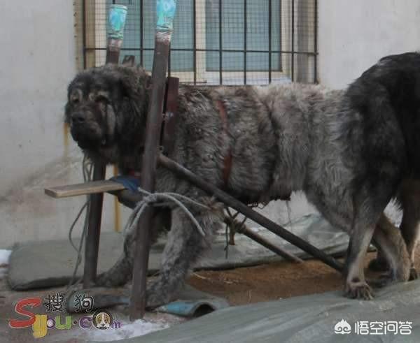 我做母狗的经历大全最新章节:同一窝的公母狗可以配吗？
