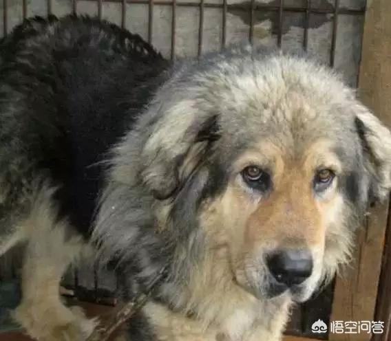 忻州藏獒配种信息:为什么曾经天价一只的藏獒现在一万一只都没人要？