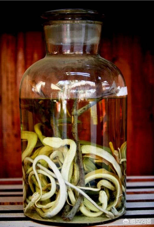 头条问答 - 活蛇泡酒好还是干蛇泡酒好?(3个回答)