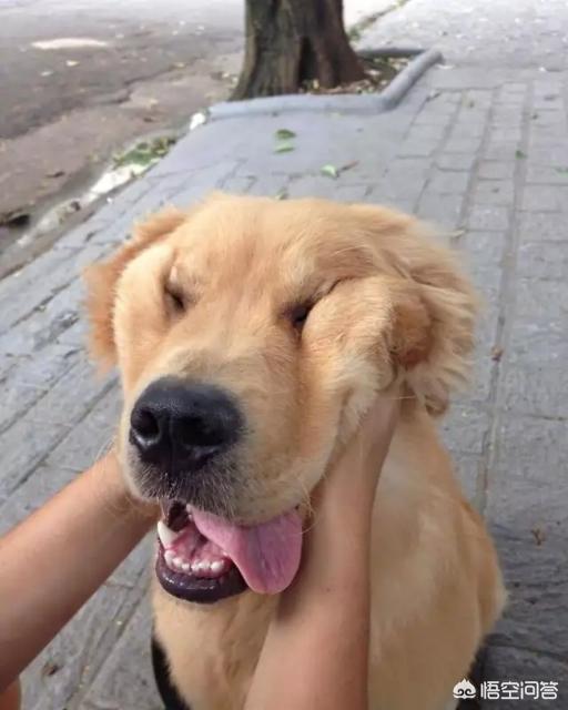 调教女犬奴露出:当男人都不再当“舔狗”，这世界上的女人会发生什么变化？