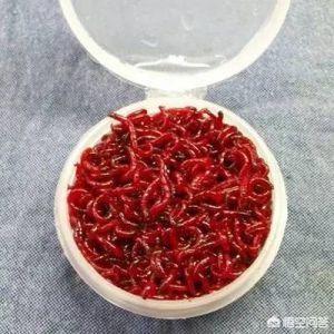 翠青蛇吃不吃红蚯蚓:红虫跟蚯蚓哪一种鱼更爱吃？