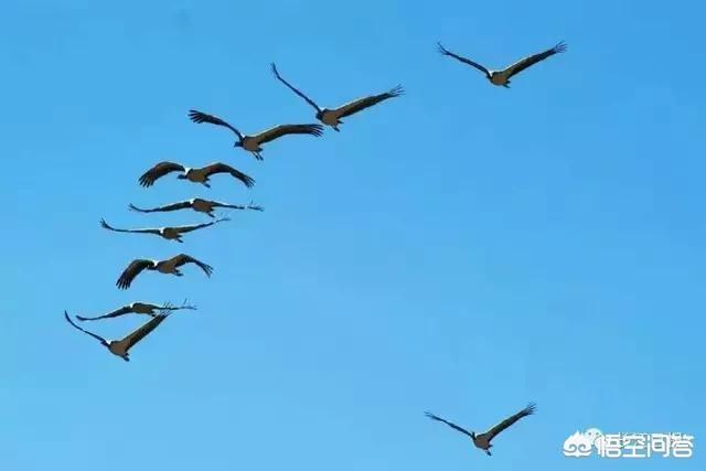 狗护食 咬主人:如何理解“把真心喂狗，狗还会咬你一口”？