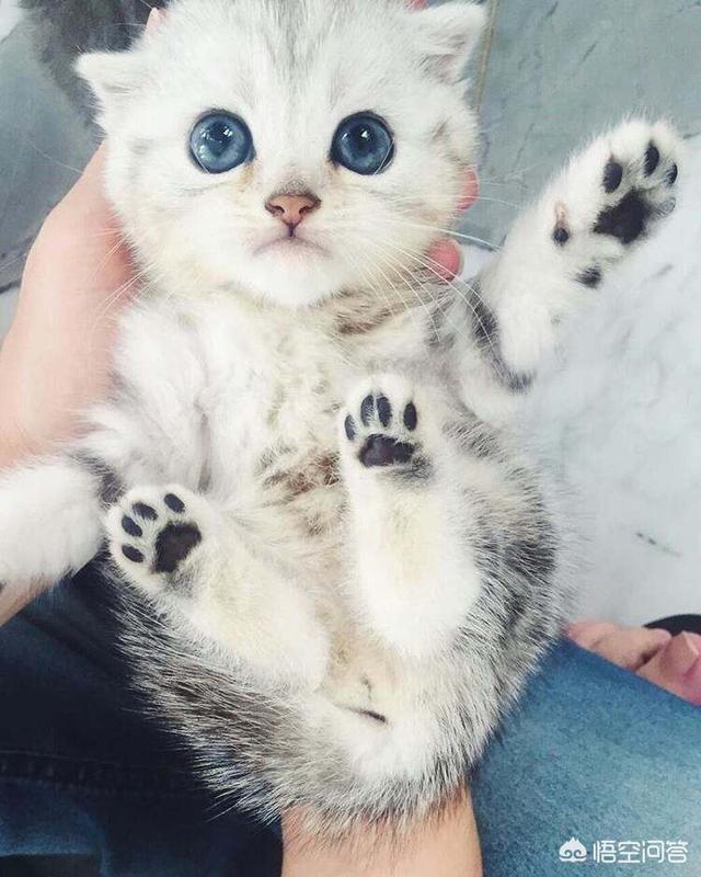 两只小猫咪图片:家里有两只猫，该如何相处？