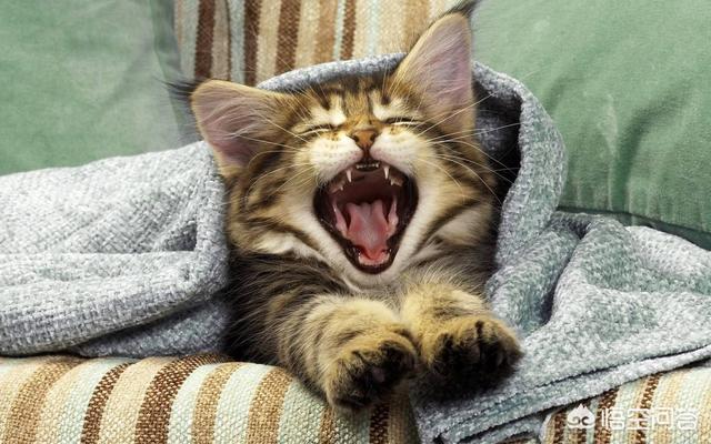 宠物猫哪种最亲人？
