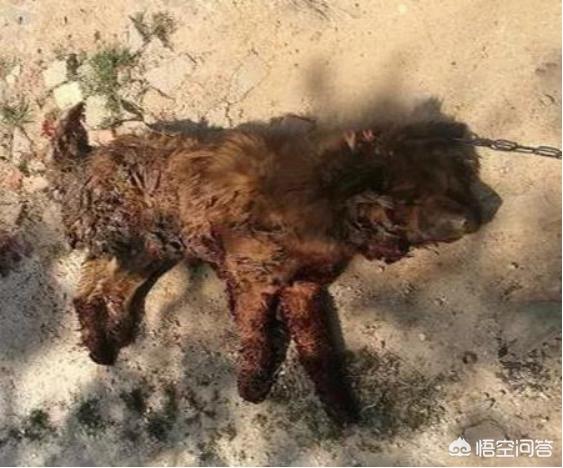 山西运城藏獒咬人:如何看待云南保山一藏獒饥饿发狂咬伤主人及邻居后被击毙？
