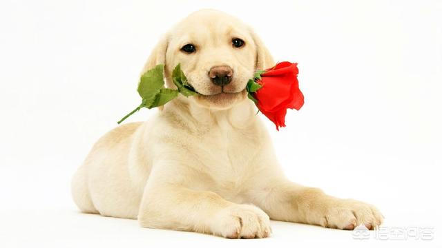 美国爱斯基摩犬价格:爱斯基摩犬阿拉斯加的区别 【狗年说狗】盘点历史上著名萌犬？