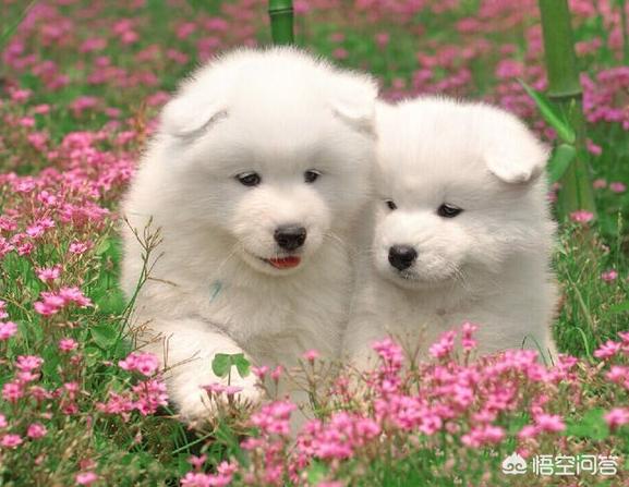 hashiqi比赛数据:二哈的战斗力如何，在同类中是个什么水平？