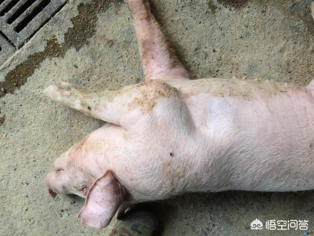 猪的伪狂犬病的症状:保育猪暴发伪狂犬后，如何准确做到早期诊断与紧急免疫？ 猪伪狂犬病的症状图片