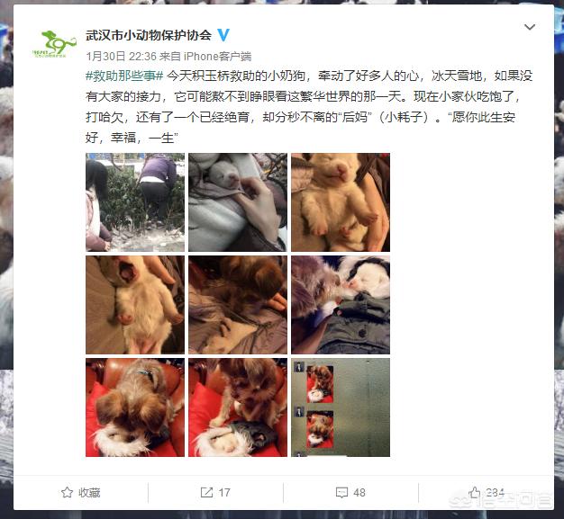 武汉免费领养小狗:请问武汉市区哪里可以领养猫呢？