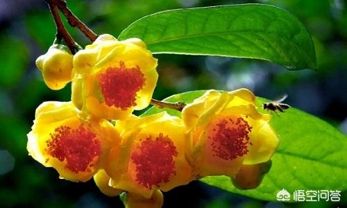 头条问答 金花茶真的对糖尿病有疗效吗 2个回答