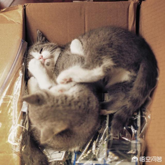 狗吃了松木猫砂怎么办:小猫喜欢玩猫砂，该怎么办？ 狗吃了很多猫砂怎么办