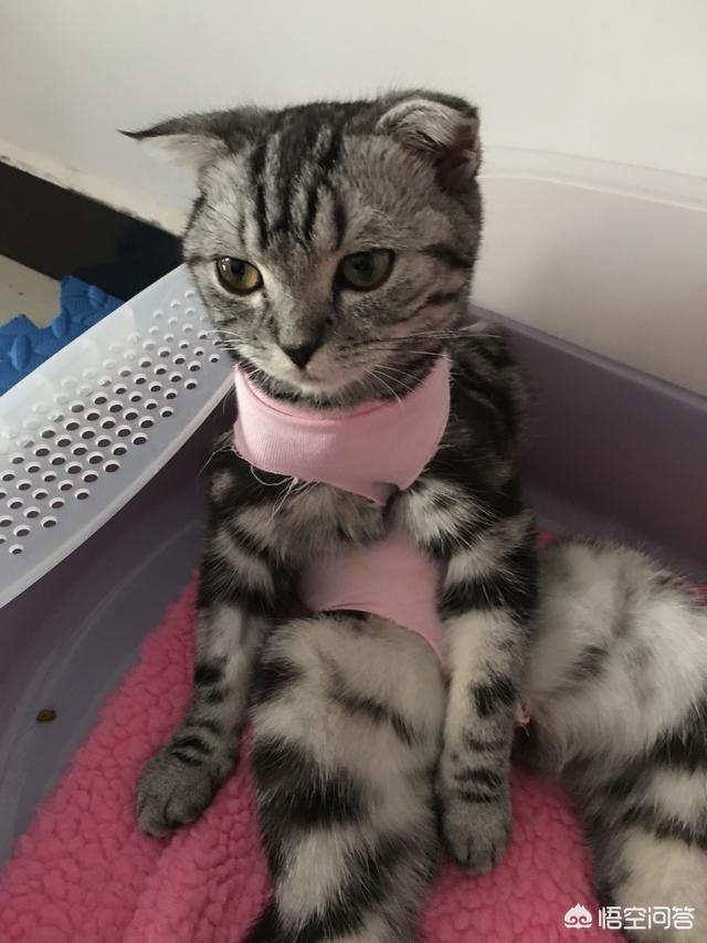 猫咪绝育表情亮了:猫咪做完绝育脾气会不好吗？ 猫咪做绝育的表情亮了