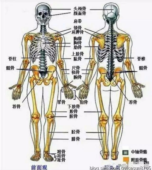 头条问答 - 四肢骨折的常见症状有哪些?(4个回答)