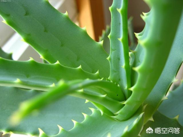 风水十大吉祥花,家里养什么花对自己身体健康好？