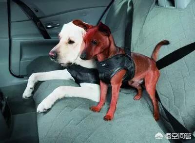 救助犬的遗言完整版:朋友救助流浪狗缺钱找我“献爱心”，婉拒后导致友尽，我错了吗？