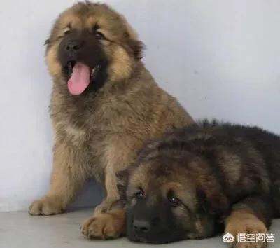 救助犬的遗言完整版:朋友救助流浪狗缺钱找我“献爱心”，婉拒后导致友尽，我错了吗？