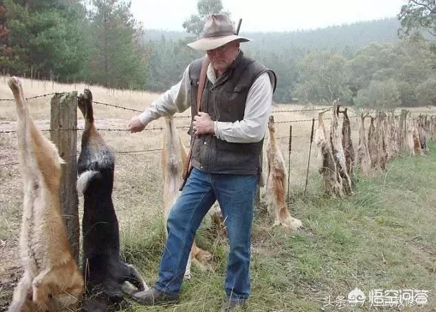 至尊犬奴:为什么有些人一听到爱狗就说不吃羊肉牛肉，他们不吃吗？