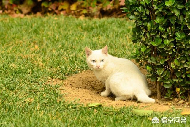 仅从猫本身的角度考虑,公猫是否可以不阉割？