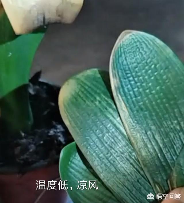 52君子兰网:我家的君子兰叶子黄了怎么办？