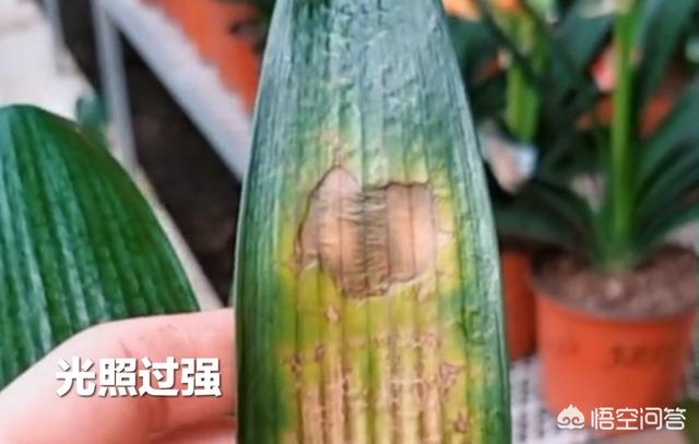 52君子兰网:我家的君子兰叶子黄了怎么办？