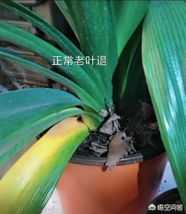 52君子兰网:我家的君子兰叶子黄了怎么办？