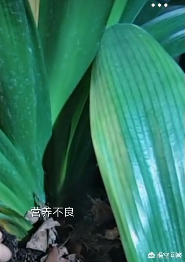 52君子兰网:我家的君子兰叶子黄了怎么办？