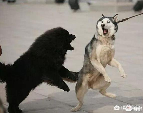 哈士奇:当哈士奇遇上狼，会有怎样的奇遇？