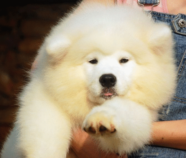 萨摩耶:养萨摩耶是什么样的体验？ 萨摩耶犬多少钱一只
