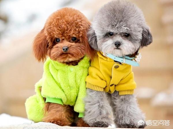 小哈多利系博美犬图片:蝴蝶犬VS博美犬之间，谁更胜一筹？