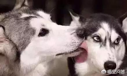 乐山犍为哈士奇吧:第一次养哈士奇要注意什么？