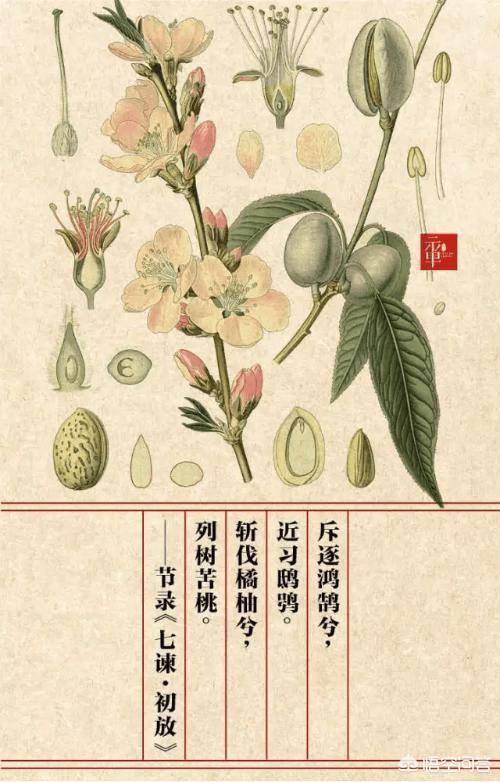 新诗体楚辞的开创者是谁？