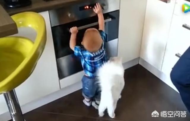 双子座适合养猫还是养狗:猫咪和狗狗哪个更适合养在有孩子的家里？
