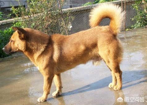 中国比特名犬图片集:中国土狗是最劣质的犬种吗？