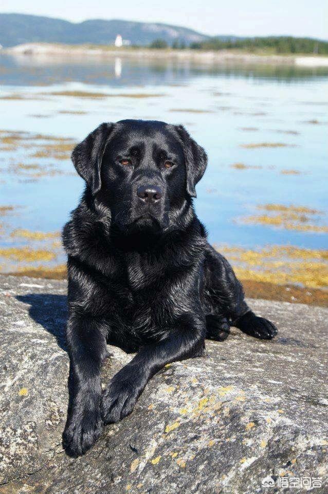 拉布拉多犬和金毛的图片:拉布拉多犬和金毛杂交品种图片 金毛，拉布拉多和哈士奇这三大无攻击性犬，你会选择哪个呢？