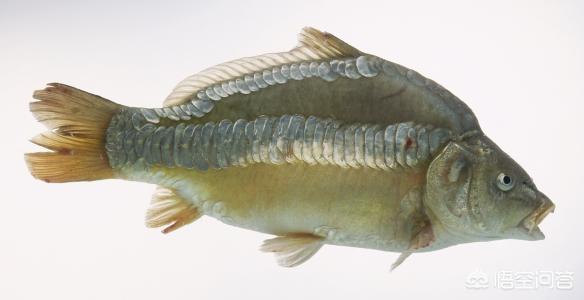 镜鲤是什么鱼，一种没有鳞的鱼，长得像鲤鱼，这是什么鱼？