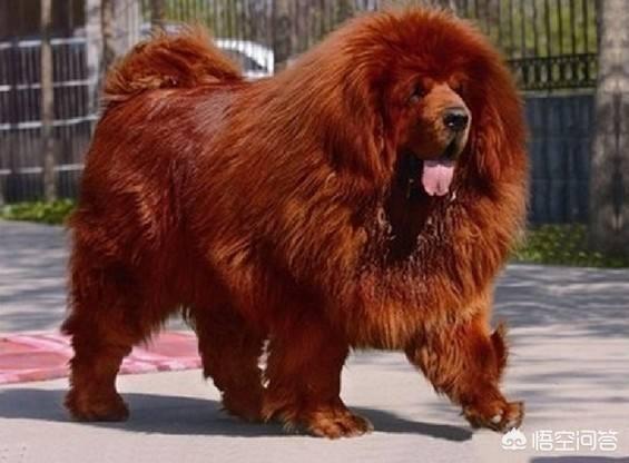 原生态藏獒的尾巴:藏獒为什么打不过平原的土狗？