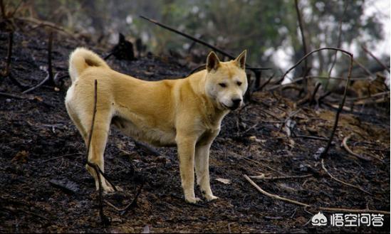 原生态藏獒的尾巴:藏獒为什么打不过平原的土狗？