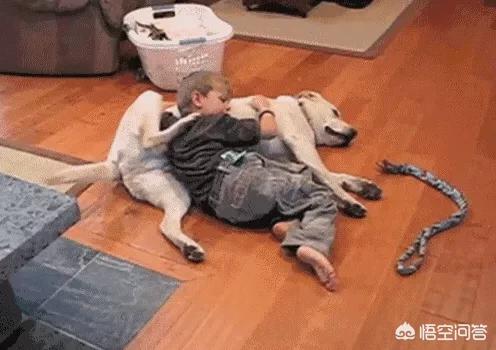 刚出生两天的巴哥犬怎么养:现在的年轻人都养些什么宠物？ 刚买的巴哥犬回家了怎么养