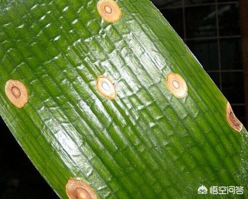 君子兰叶子发黄图片:君子兰叶面被日光照射成干黄，要怎样解决这个问题？