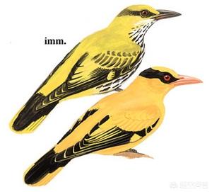 百舌鸟大叫之花口:百舌鸟不爱叫是怎么回事？ 百舌鸟大叫视频