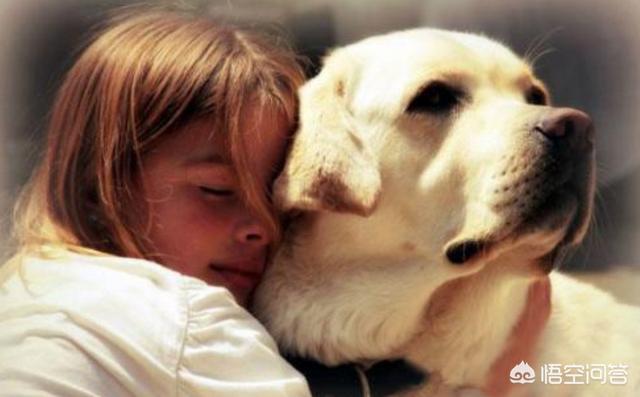 猛犬吧:猛犬吧视频 为什么很多人喜欢养猛犬？