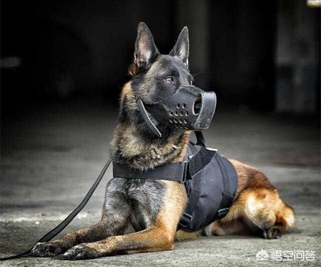 05  马里努阿犬(简称:马犬)其实杜宾犬是非常优秀的护卫犬在很多电影