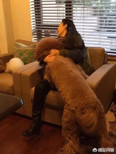 巨型泰迪:如何看待抱巨型泰迪下山？