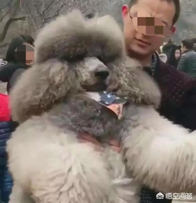 巨型泰迪:如何看待抱巨型泰迪下山？