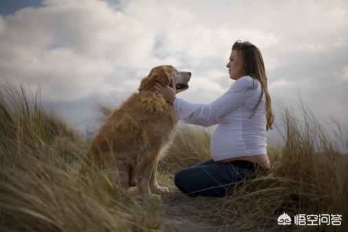 女犬交俱乐部:萌犬俱乐部 爱人刚刚检查出怀孕，家里养狗了怎么办？